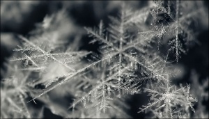 snowflakes_macro_04